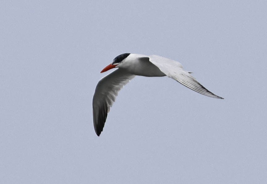 Caspian Tern - Mark Dennis