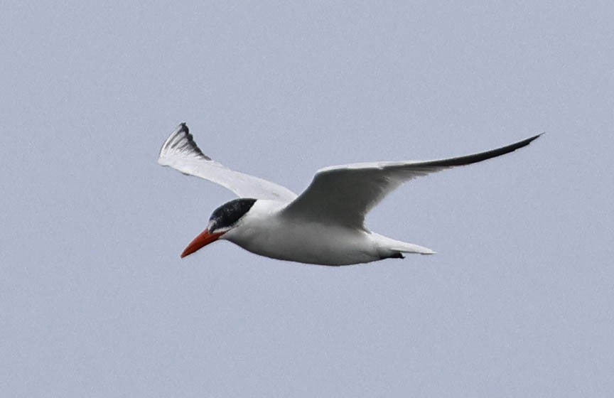 Caspian Tern - Mark Dennis