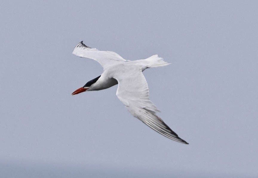 Caspian Tern - Mark Dennis