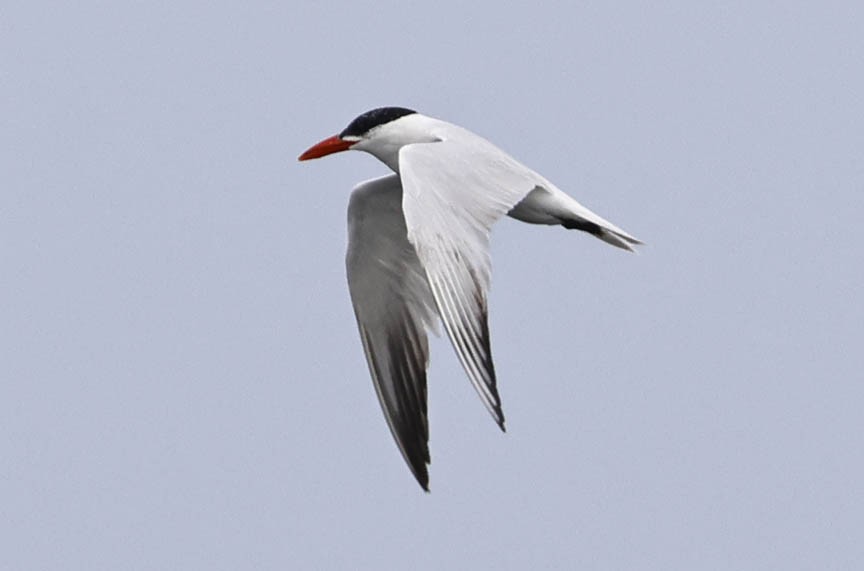 Caspian Tern - Mark Dennis