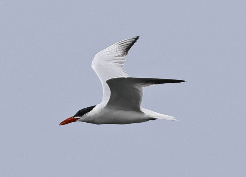 Caspian Tern - Mark Dennis