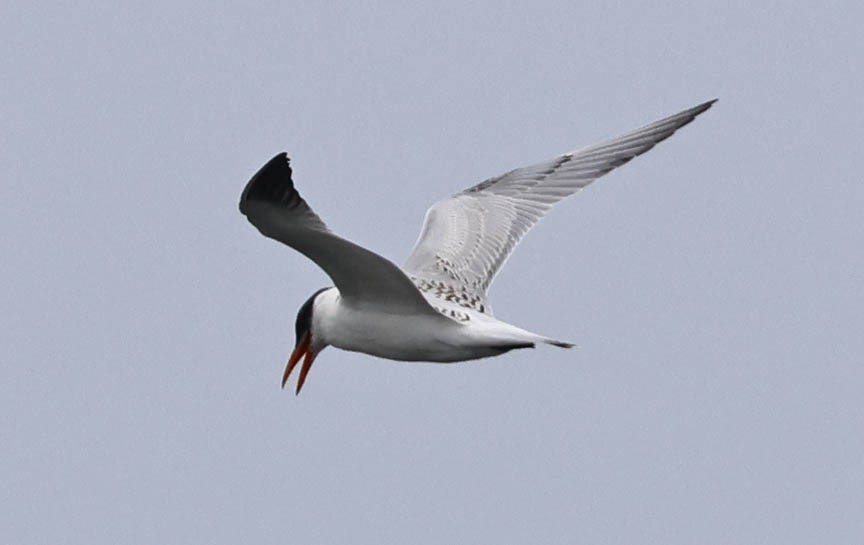 Caspian Tern - Mark Dennis