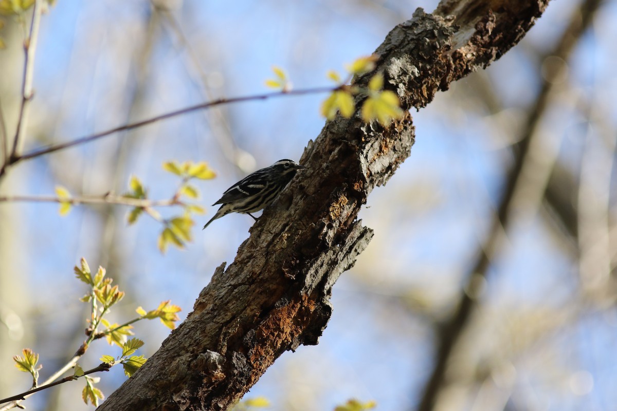 Black-and-white Warbler - ML609006351