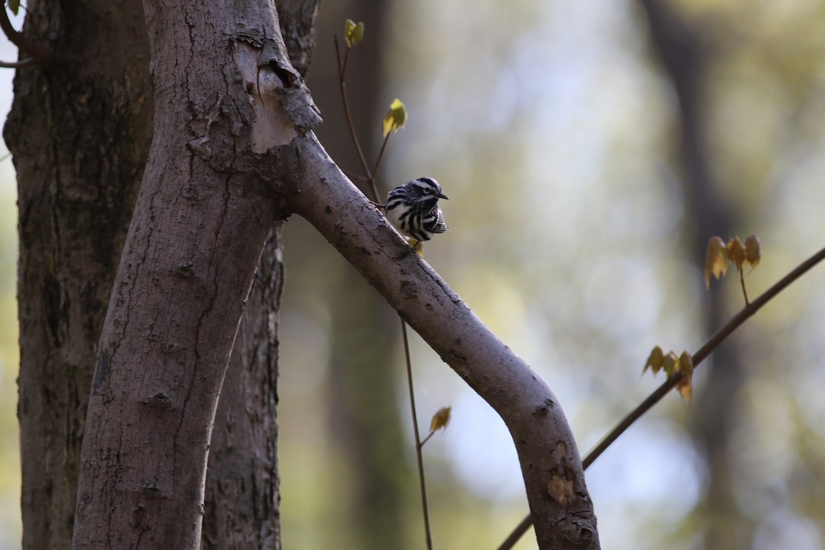 Black-and-white Warbler - ML609006352