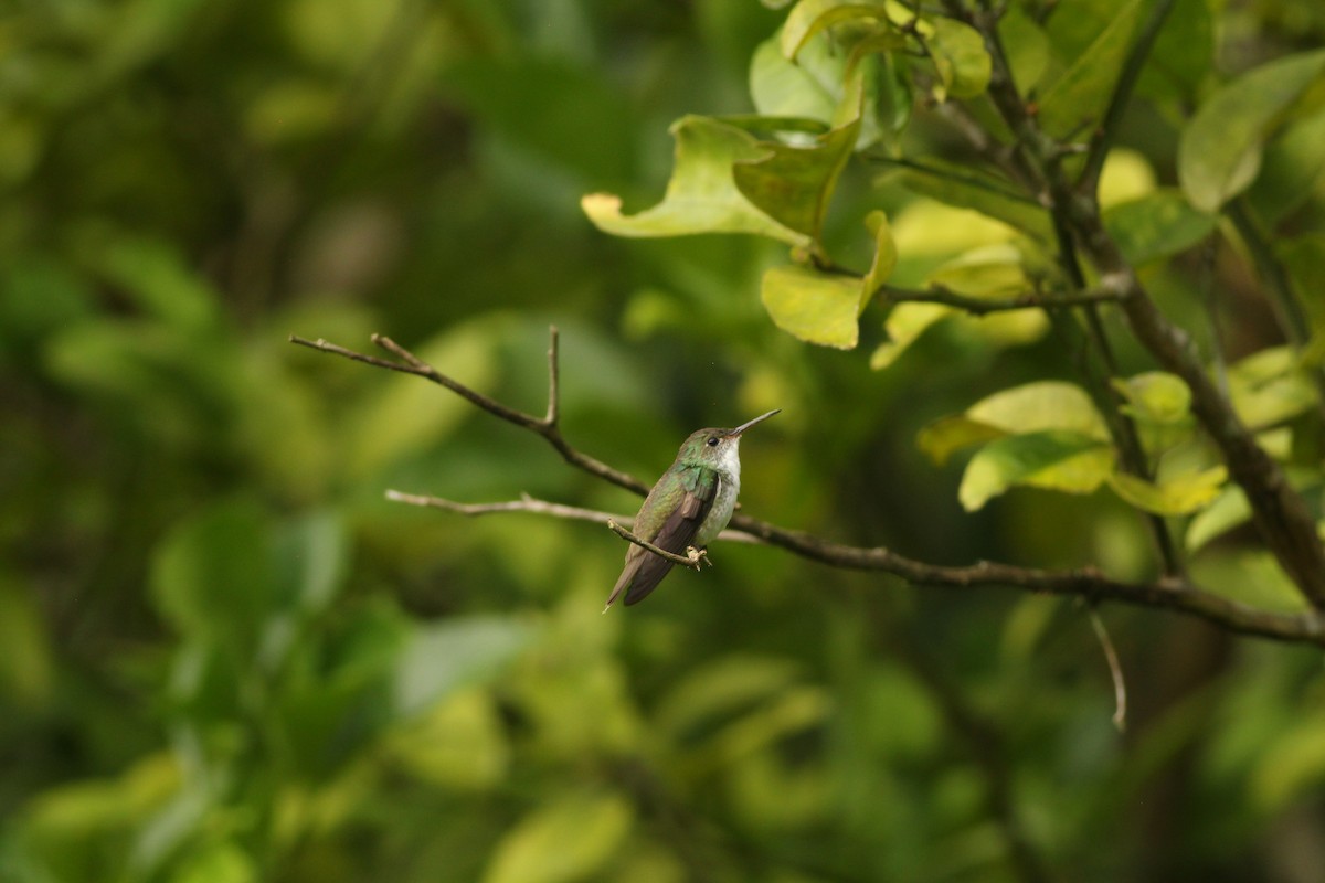 White-bellied Emerald - ML609006356