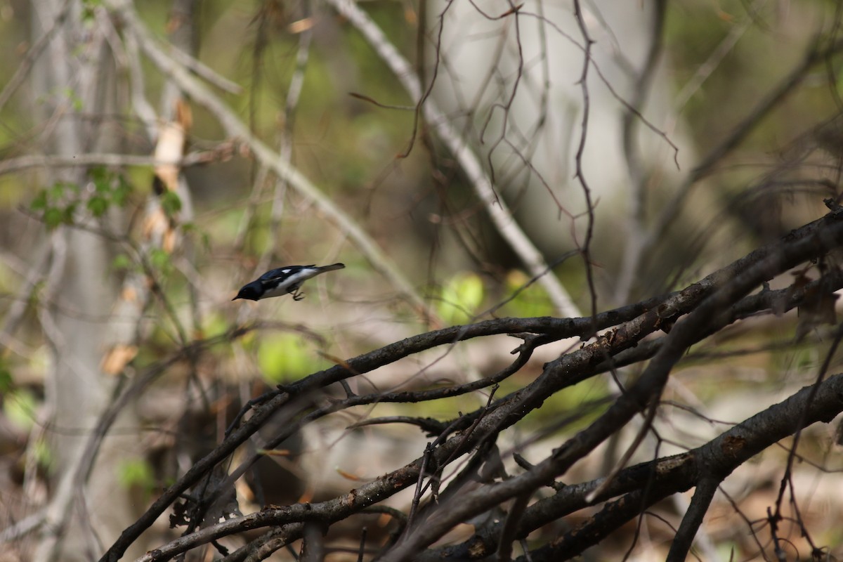 Black-throated Blue Warbler - ML609006357