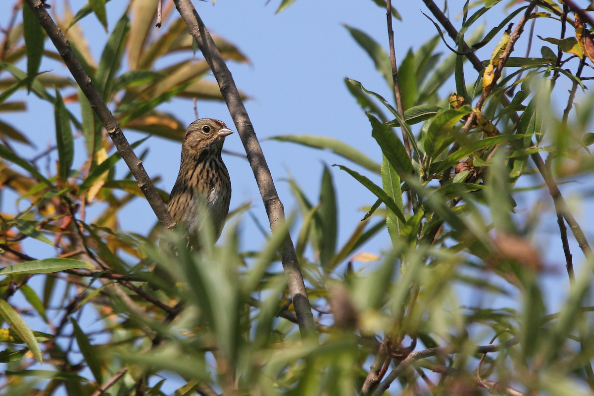 Lincoln's Sparrow - ML609006396