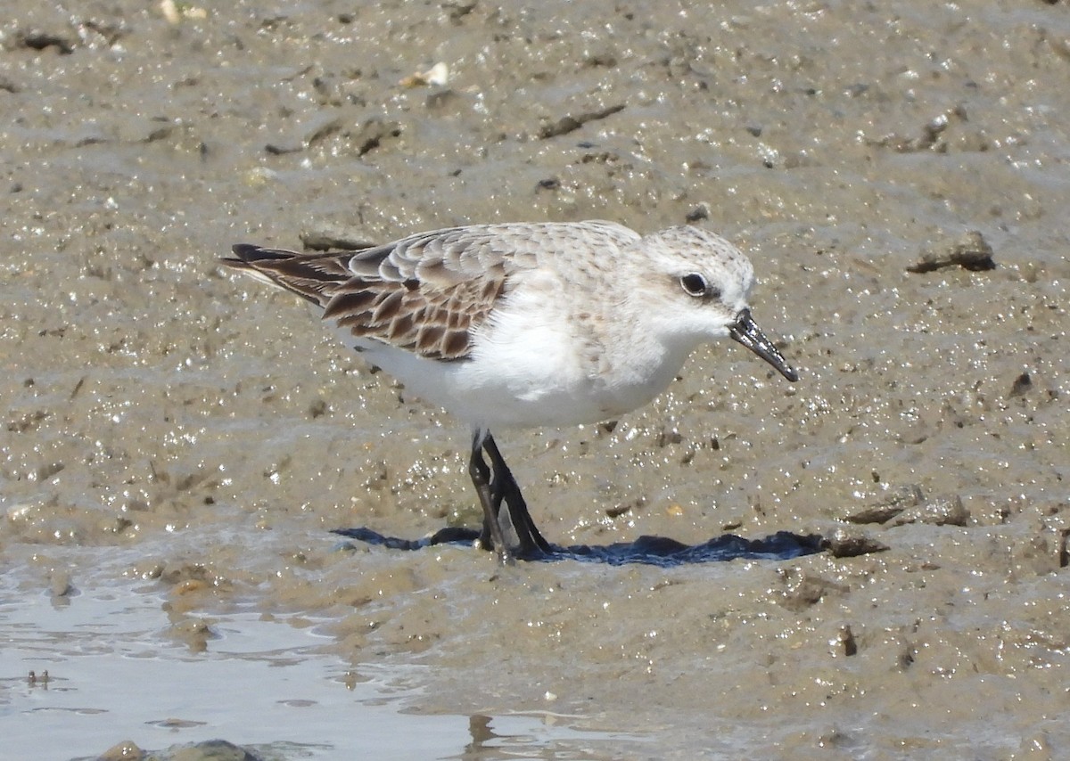 Red-necked Stint - Adrian Walsh