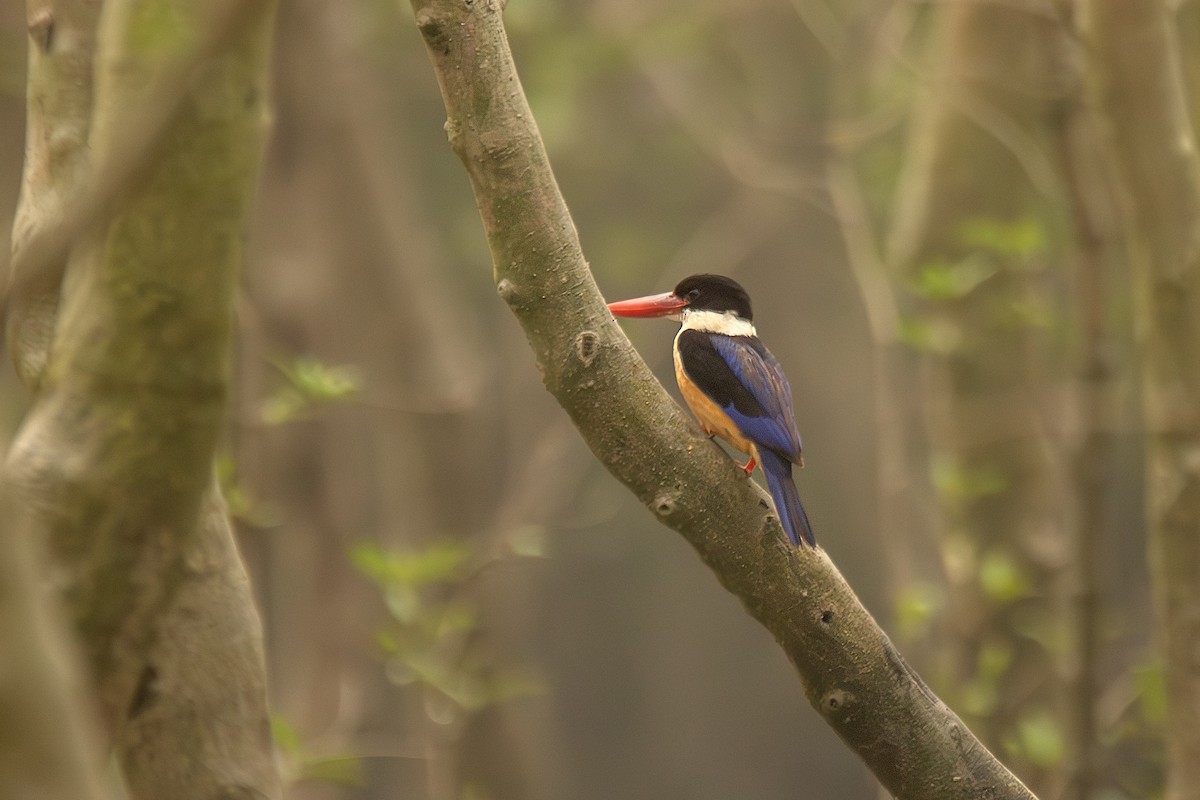Black-capped Kingfisher - Harmeet Basur