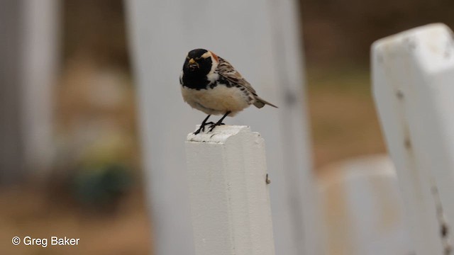 Lapland Longspur - ML609006467