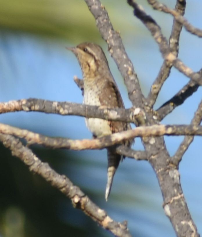 Eurasian Wryneck - ML609006525
