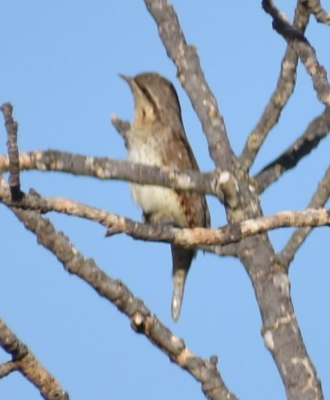 Eurasian Wryneck - ML609006526