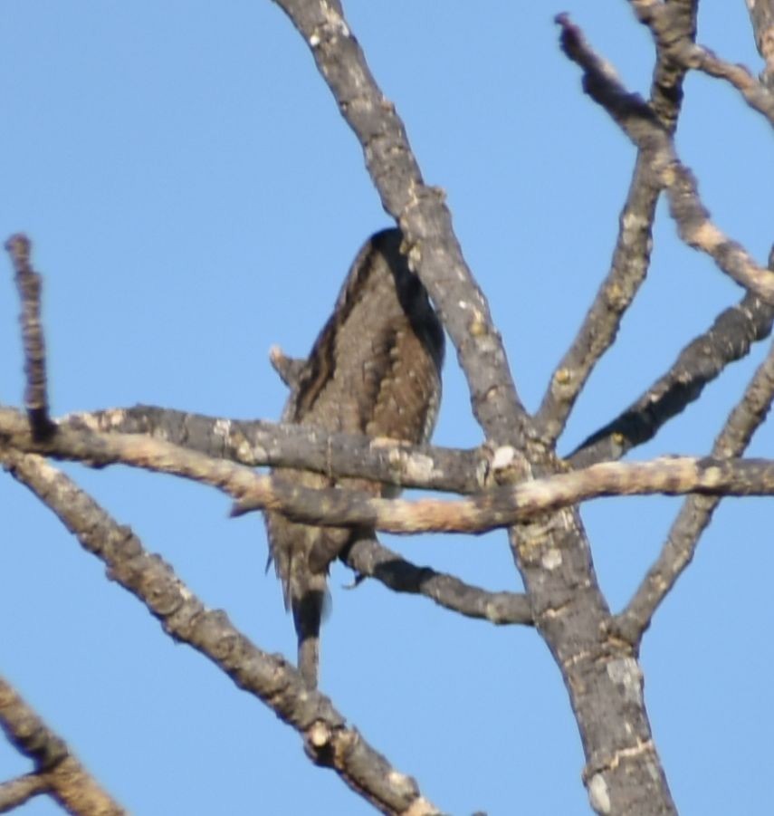 Eurasian Wryneck - ML609006527