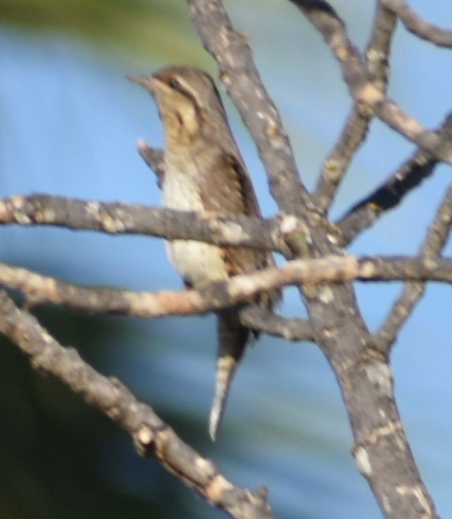 Eurasian Wryneck - ML609006528