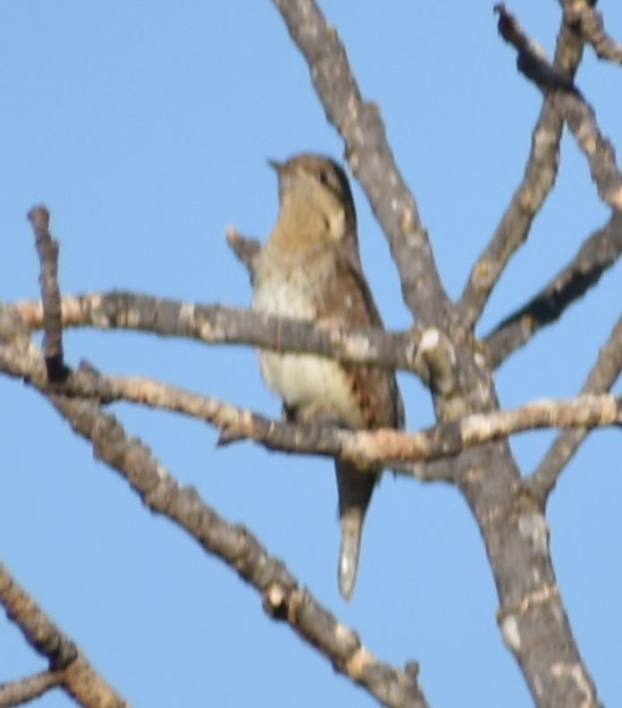 Eurasian Wryneck - ML609006529