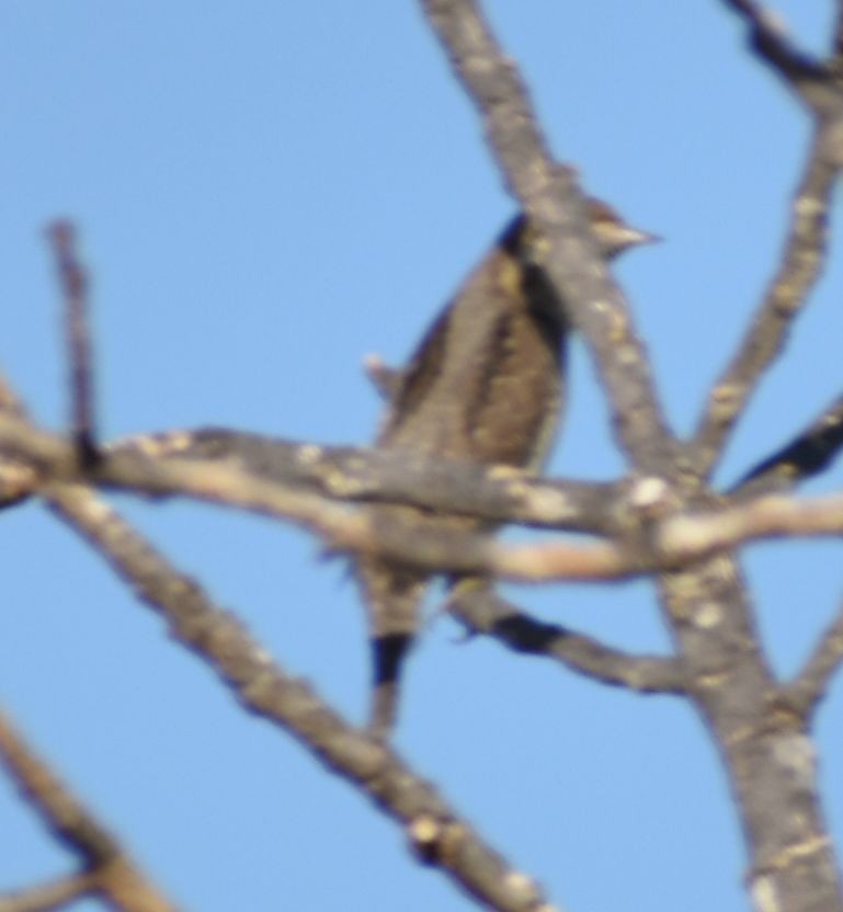 Eurasian Wryneck - ML609006530