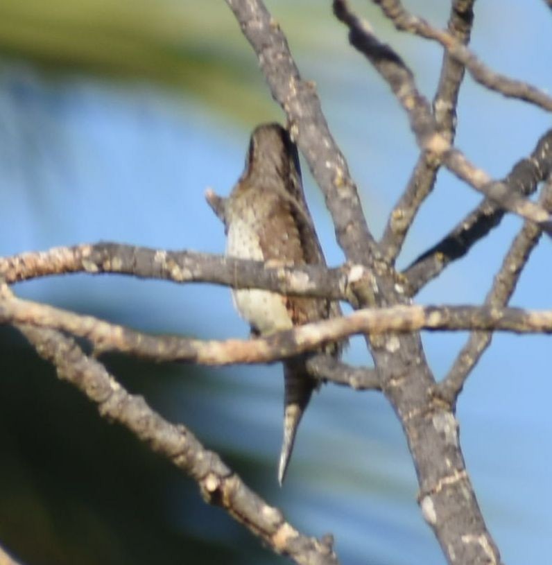 Eurasian Wryneck - ML609006531