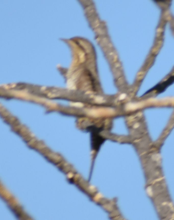 Eurasian Wryneck - ML609006532