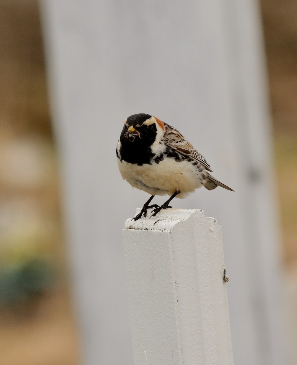 Lapland Longspur - ML609006568