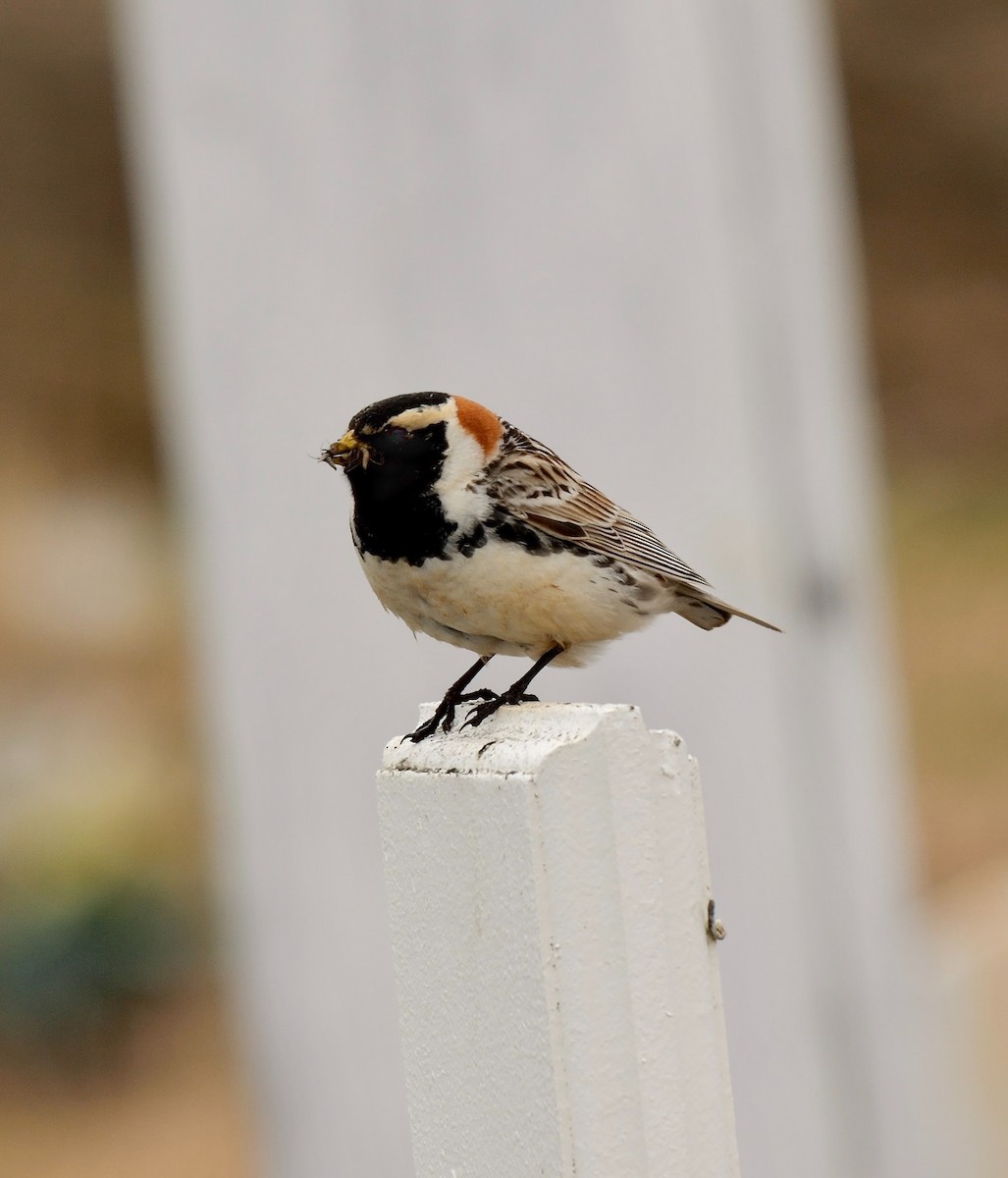 Lapland Longspur - ML609006569