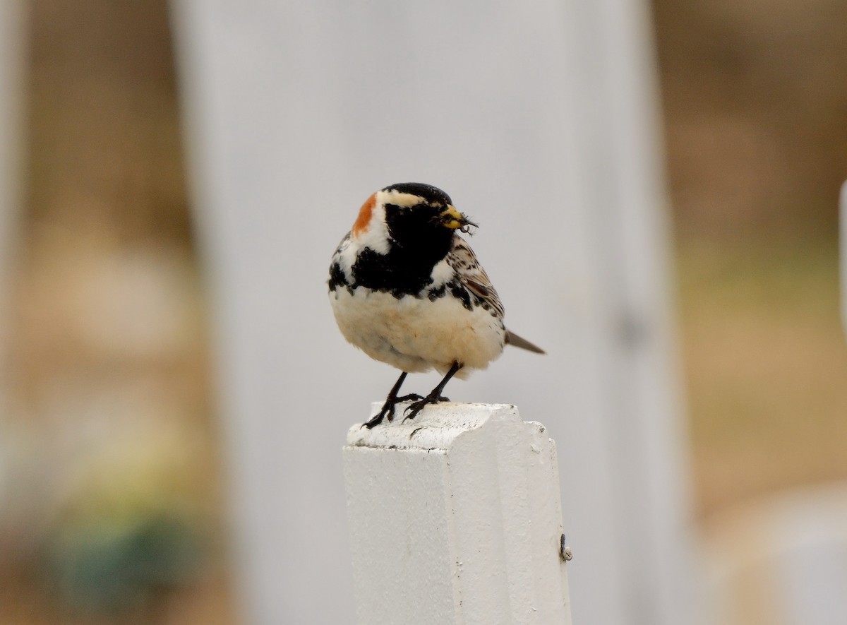 Lapland Longspur - Greg Baker