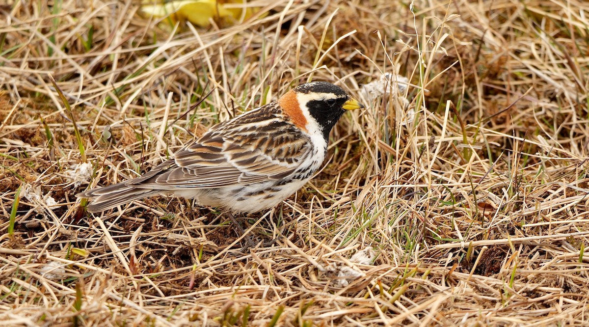 Lapland Longspur - ML609006572