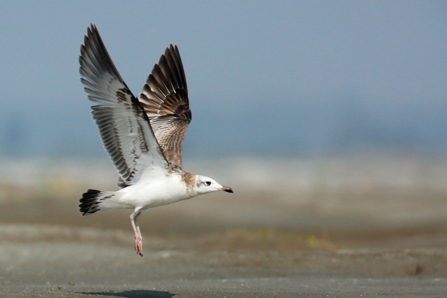 Brown-headed Gull - ML609006614