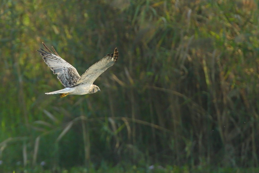 Eastern Marsh Harrier - ML609006640