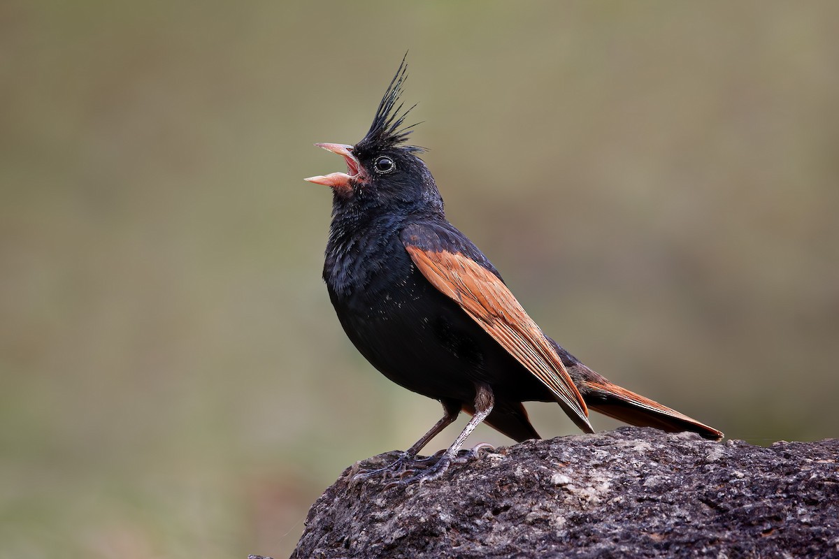 Crested Bunting - Hari K Patibanda