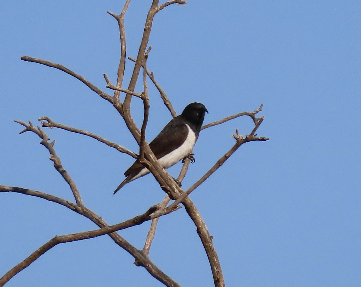 Black Honeyeater - ML609006738