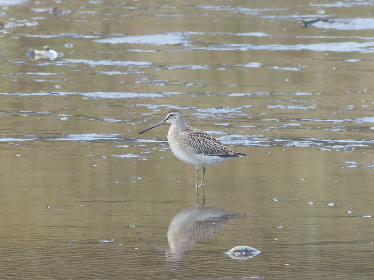 Short-billed Dowitcher - ML609006747