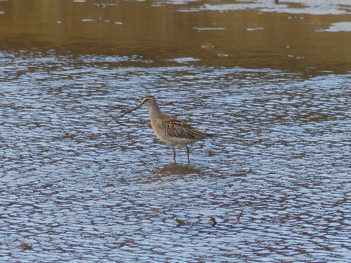 Short-billed Dowitcher - ML609006748