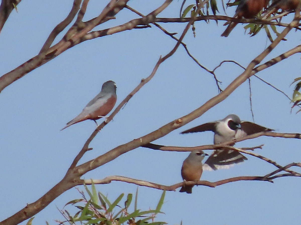 Masked Woodswallow - ML609006751