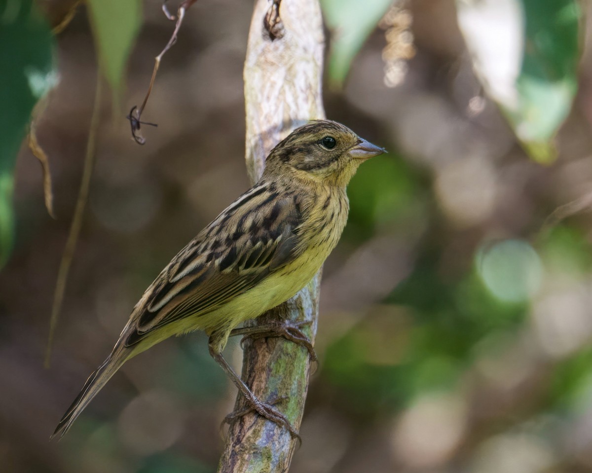 Yellow-breasted Bunting - ML609006757