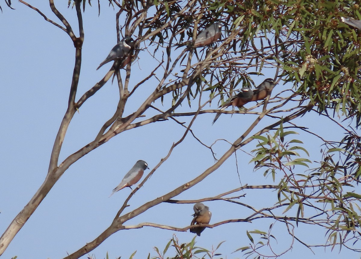 White-browed Woodswallow - ML609006784