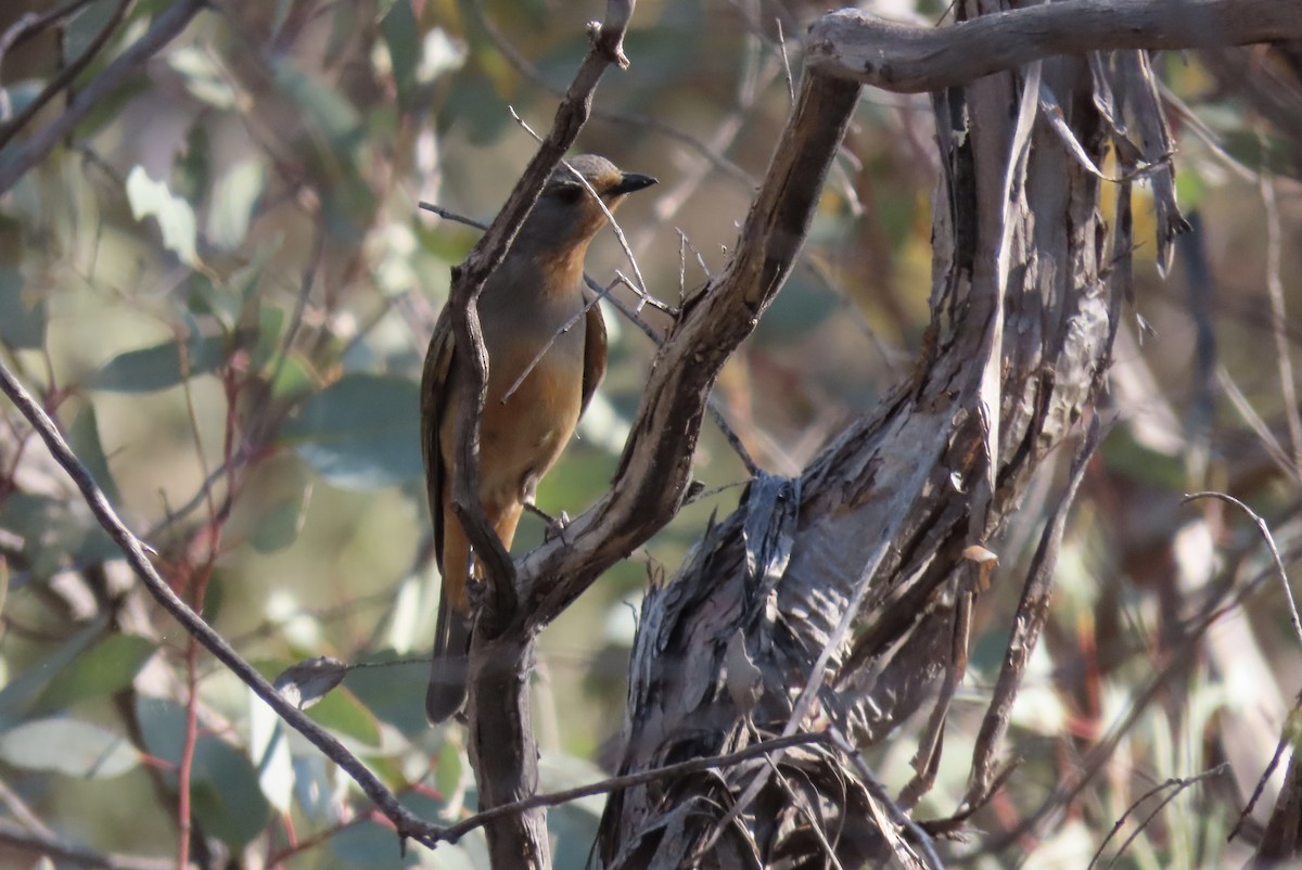 Red-lored Whistler - ML609006853