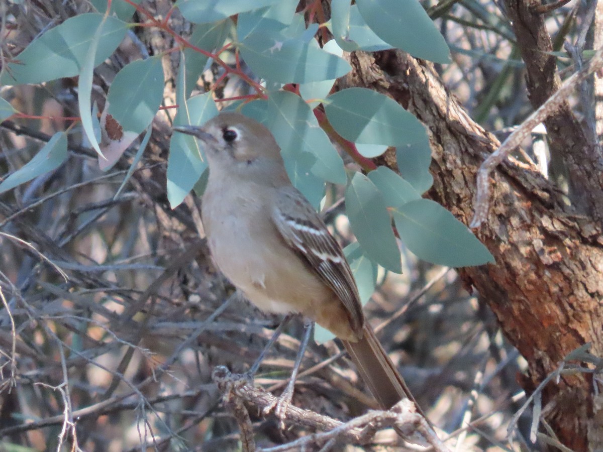 Southern Scrub-Robin - ML609006886