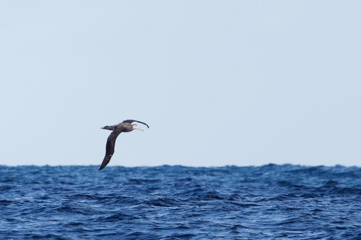 Albatros hurleur, A. de Tristan da Cunha ou A. des Antipodes - ML609006898