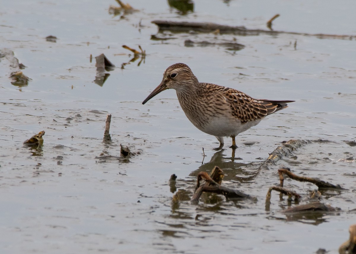 Pectoral Sandpiper - ML609006976