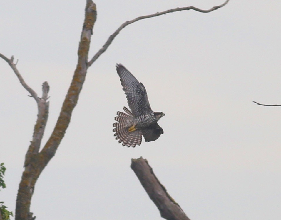 Эгэл шонхор - ML609006997