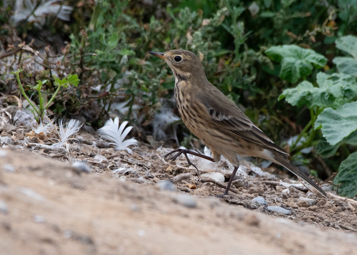 American Pipit - Jake Nafziger