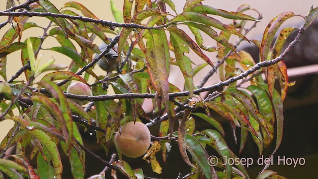 Cinereous Conebill (Cinereous) - ML609007024