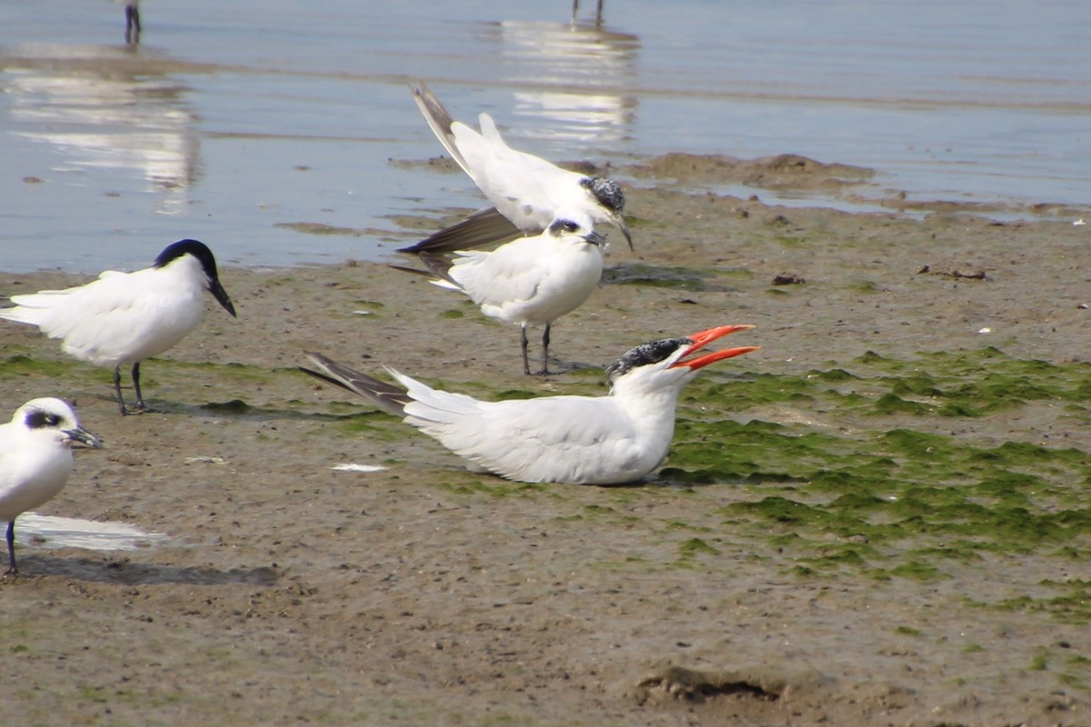 Caspian Tern - ML609007028