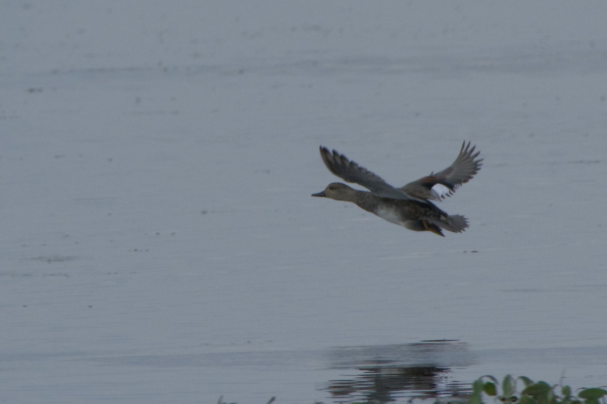 Gadwall - ML609007121