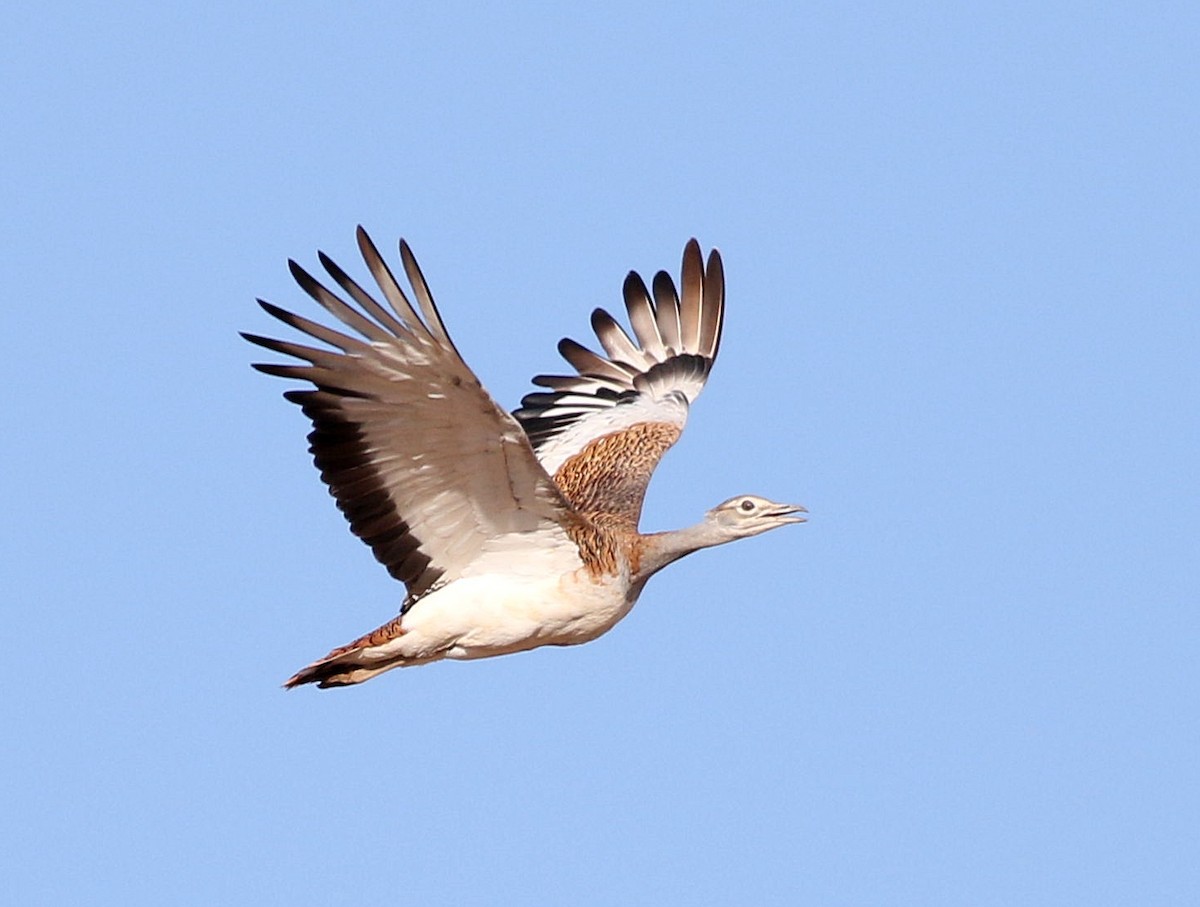 Great Bustard - Miguel García