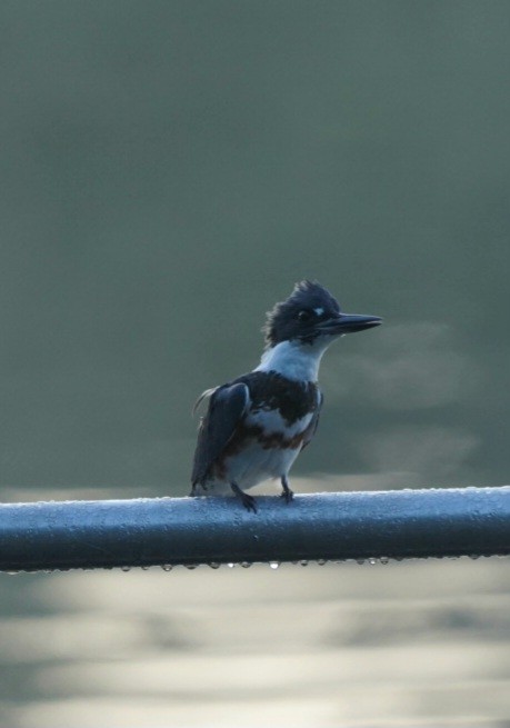 Belted Kingfisher - ML609007283