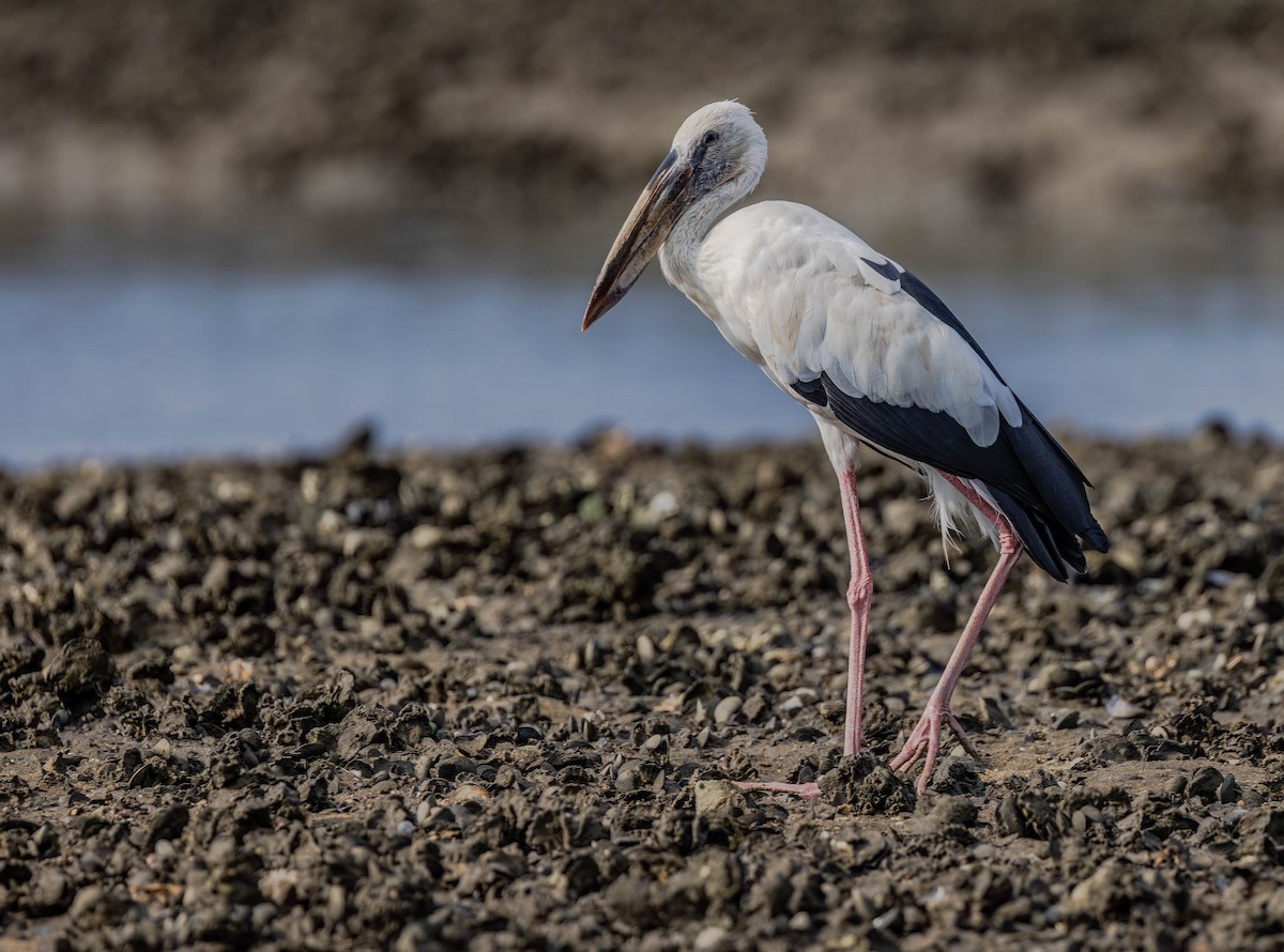 Asian Openbill - ML609007301