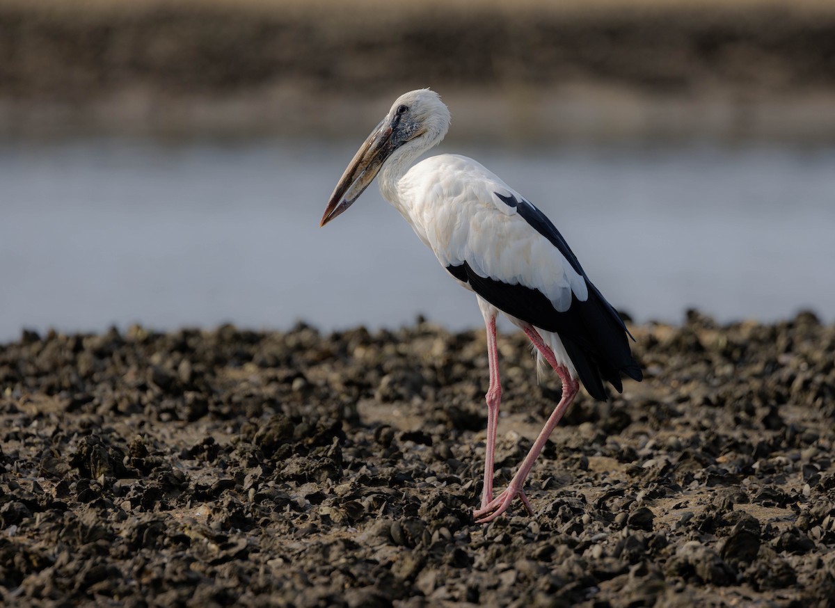 Asian Openbill - ML609007304