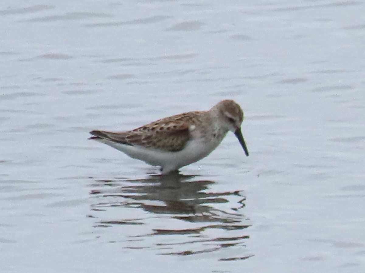 Western Sandpiper - ML609007344