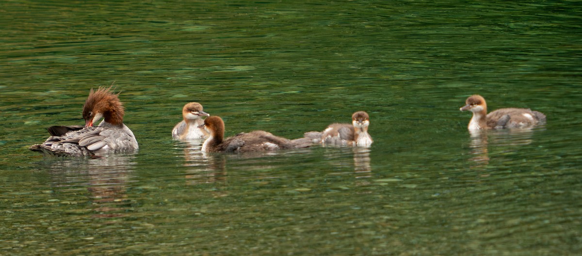 Common Merganser - ML609007385